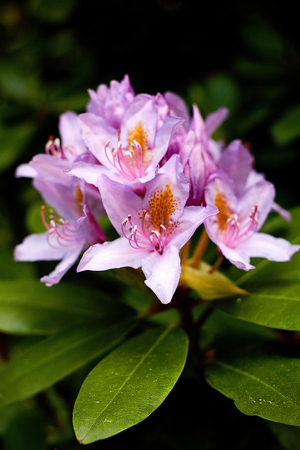 Free Flower Rhododendron photo and picture