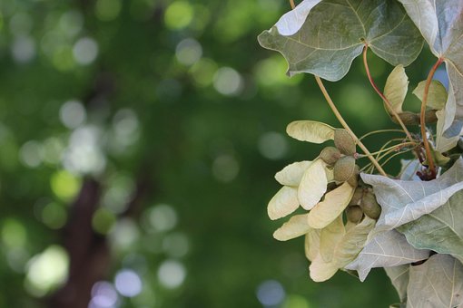 Ahorn, Baum, Samen, Fliegende Samen