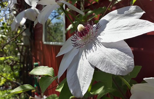 Free Clematis White photo and picture