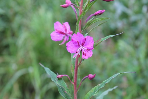 Weidenröschen, Blume, Pflanze