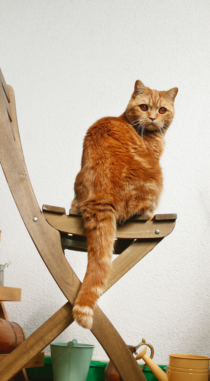 Bkh Rot Bkh Britisch Kurzhaar Rote Katze - Kostenloses Foto auf Pixabay - Pixabay