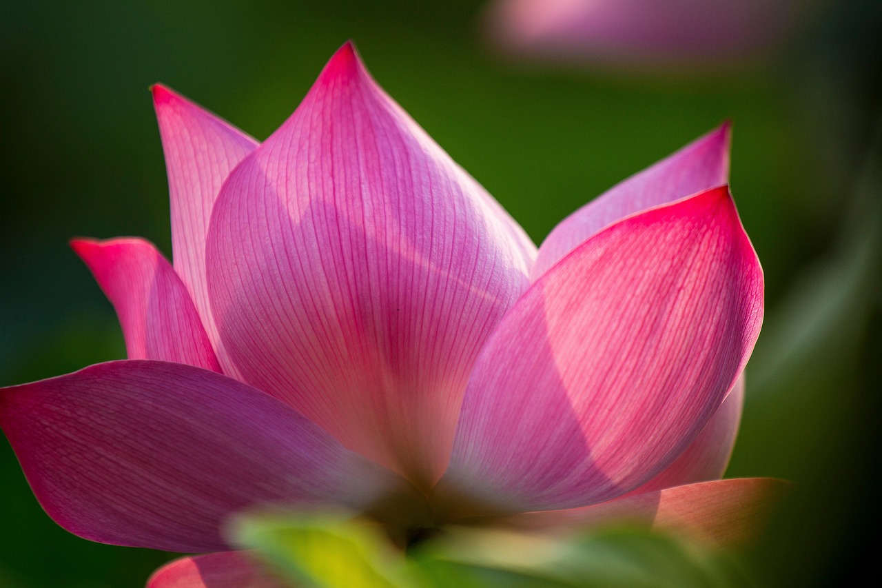 Lotus Flower Pink Free photo on Pixabay Pixabay