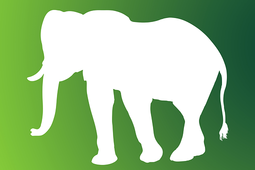 Elefant, Dickhäuter, Stoßzähne