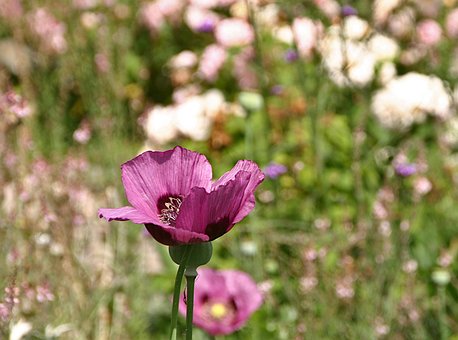 Free Opium Poppy Flower photo and picture