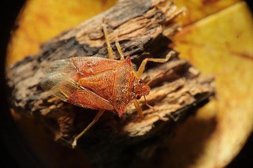 Free Bug Stink Bug photo and picture