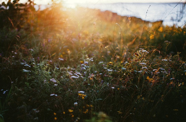 Free Summer Meadow photo and picture