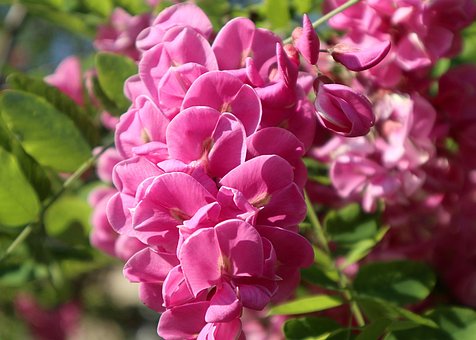 Valse Acacia, Bloemen, Plantaardige