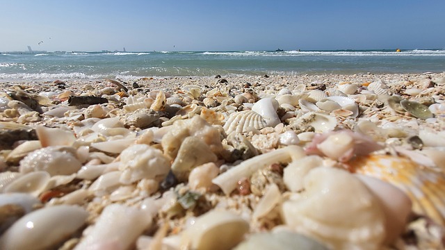 Beach Shells Waves - Free photo on Pixabay - Pixabay