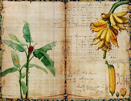 Banană, Plantelor, Natura, Junk Junk