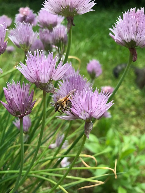 Free Chives Flowers photo and picture