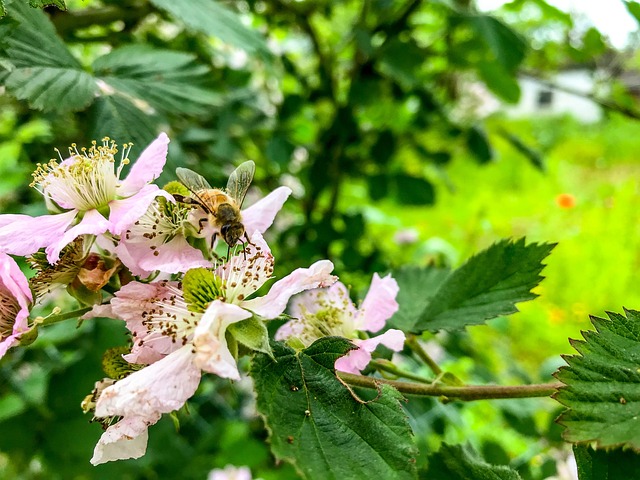 Free Bee Blackberry photo and picture