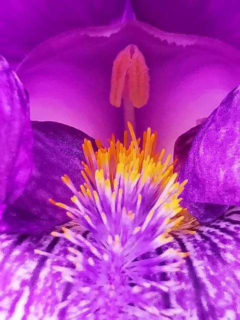 Íris, Flor, Pistilo, Flor Roxa, Pétalas