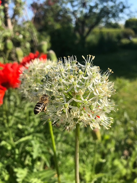 Free Bee Allium photo and picture