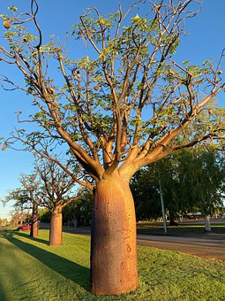 Free Boab Trees photo and picture