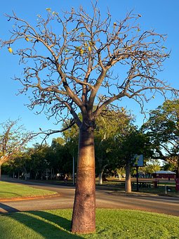 Free Boab Tree photo and picture