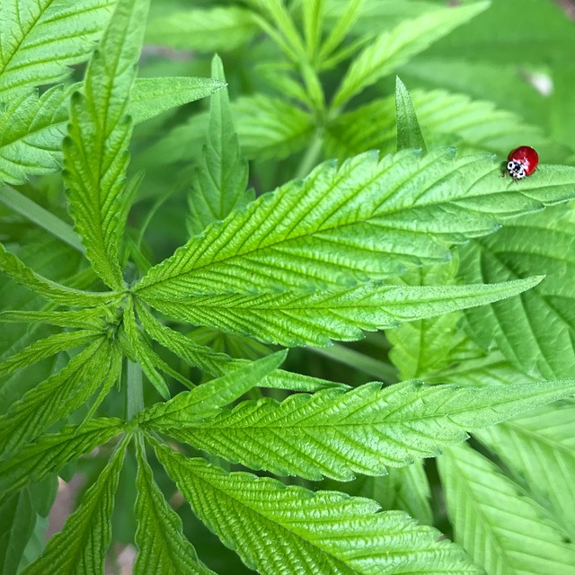 Free Plant Ladybug photo and picture