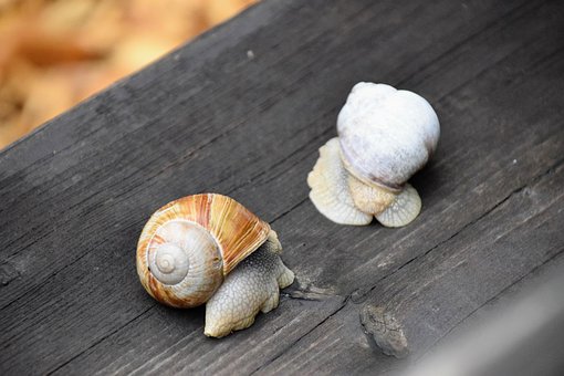 Free Snail Nature photo and picture