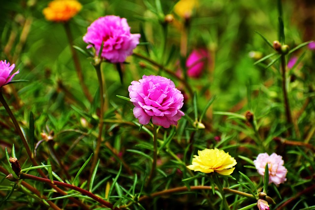 Moosrose, Blumen, Pflanzen