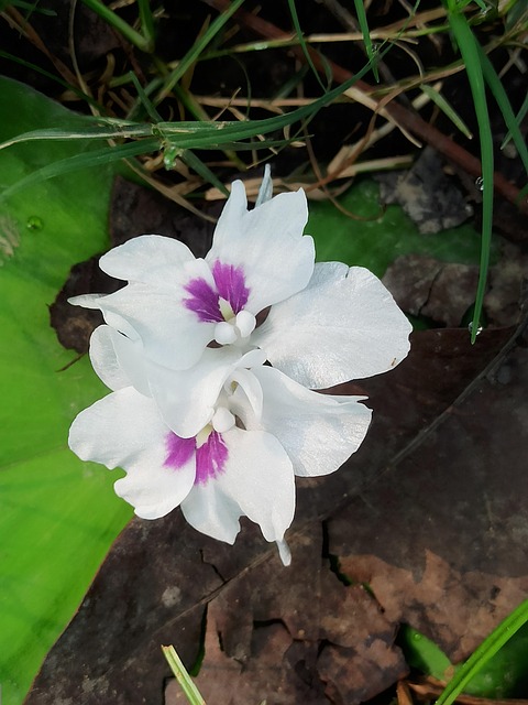 Free Purold White photo and picture