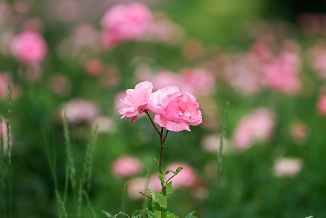 Rosa Rosen Pinke Blumen - Kostenloses Foto auf Pixabay - Pixabay