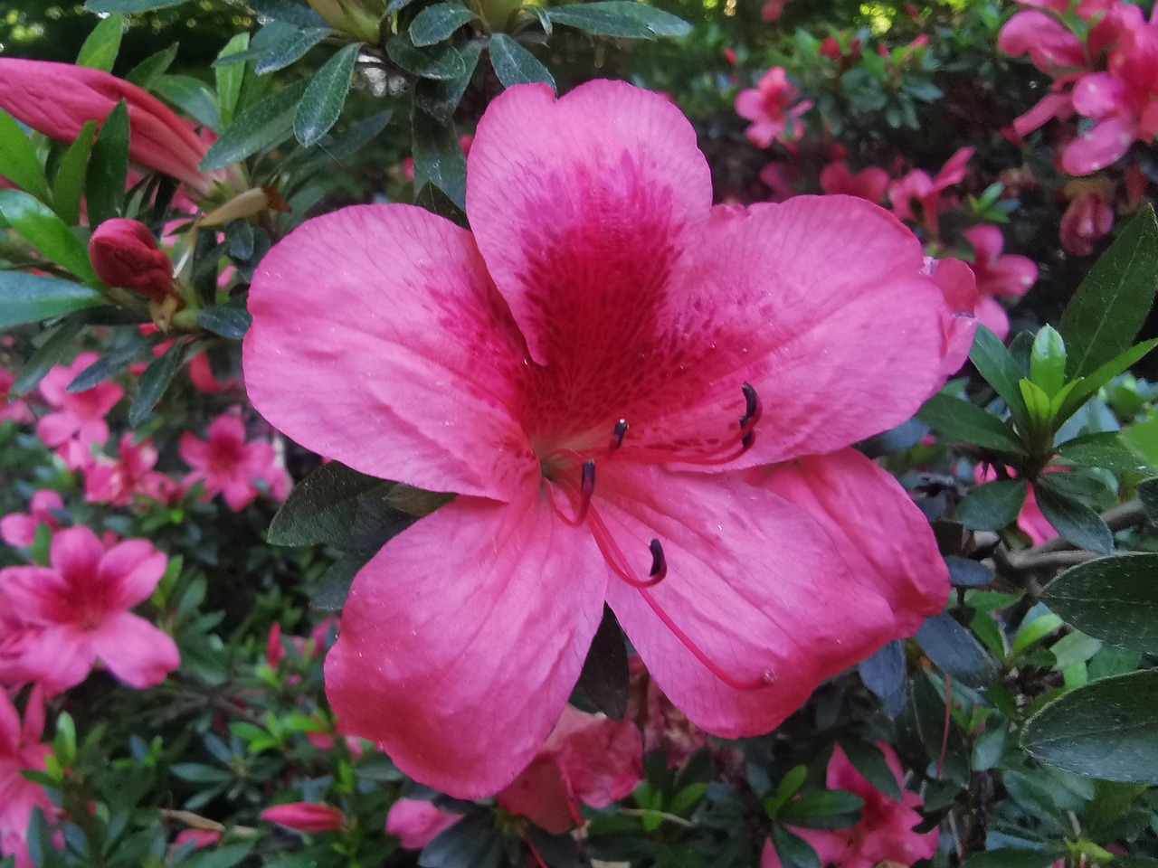 What Does The Flower Violet Symbolize at Teresa West blog