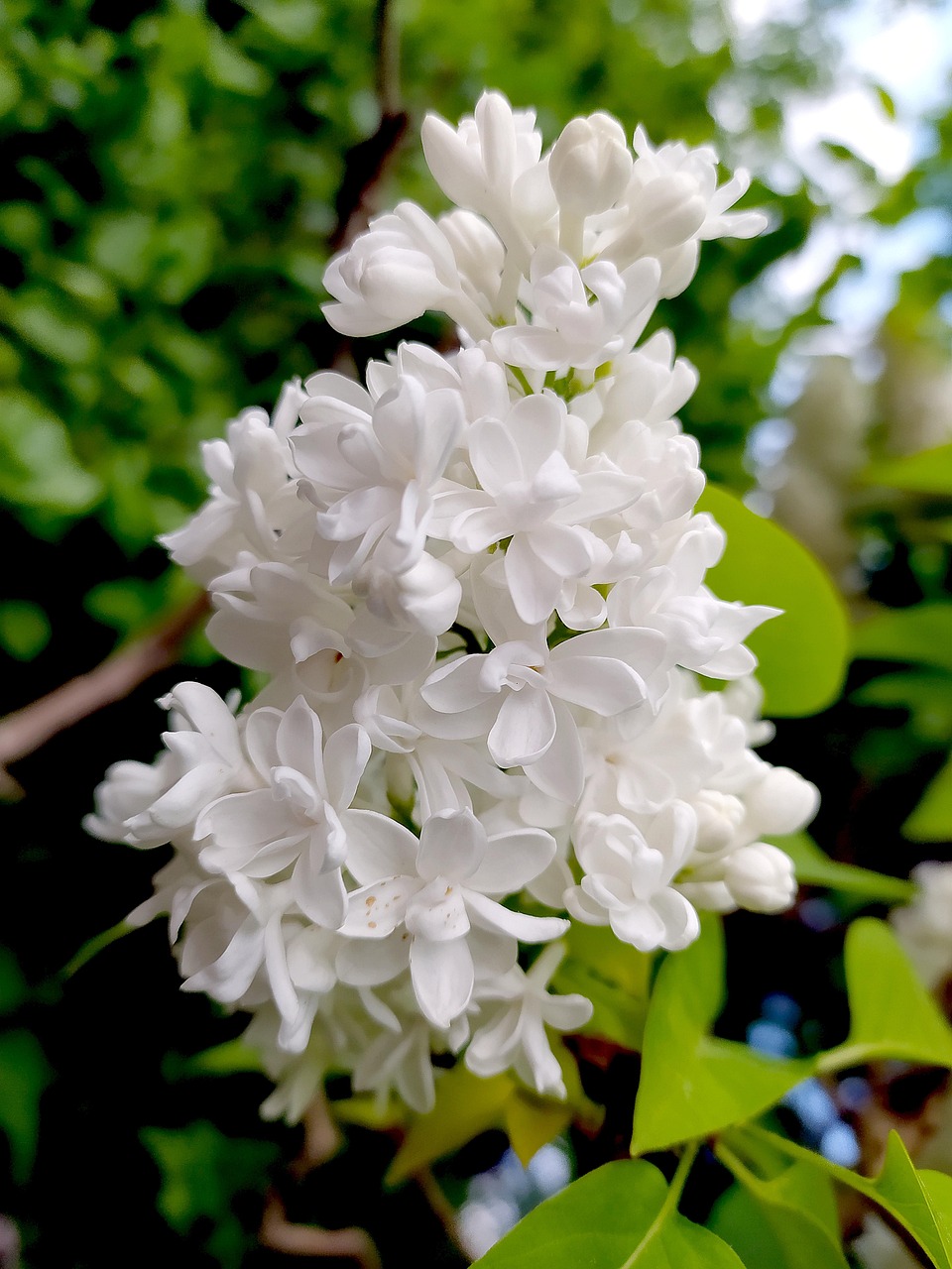 Sitemapcdatahttpsfoowindecoocom4 Images 1 Mot Fleur Blanche