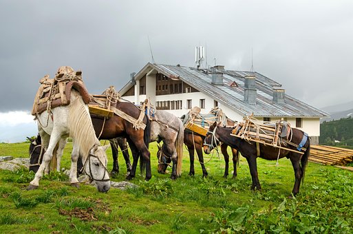 Koně, Pack Zvířata, Louka, Pastva