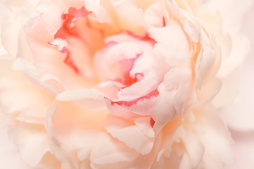 Pfingstrose, Blume, Pflanze