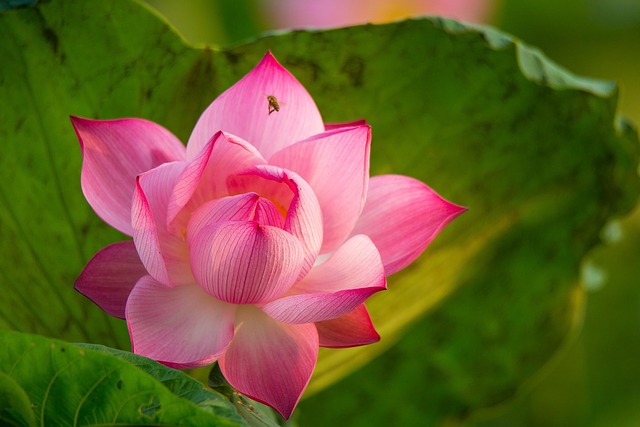 Loto Flor Rosa De - Foto gratis en Pixabay - Pixabay