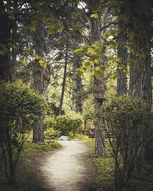 Free Forest Trees photo and picture