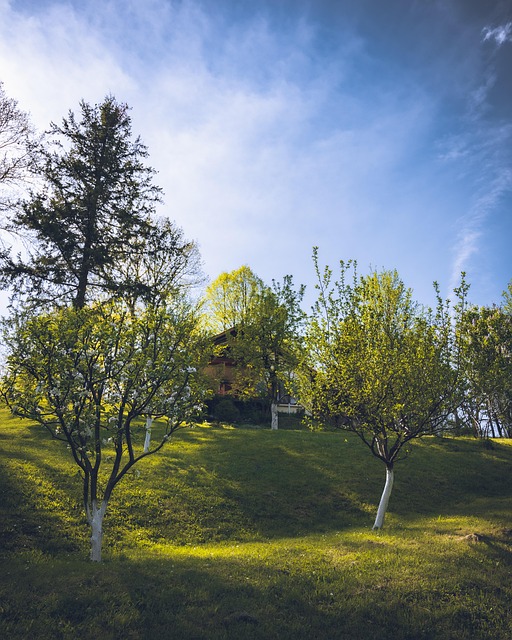 Free Hill Trees photo and picture