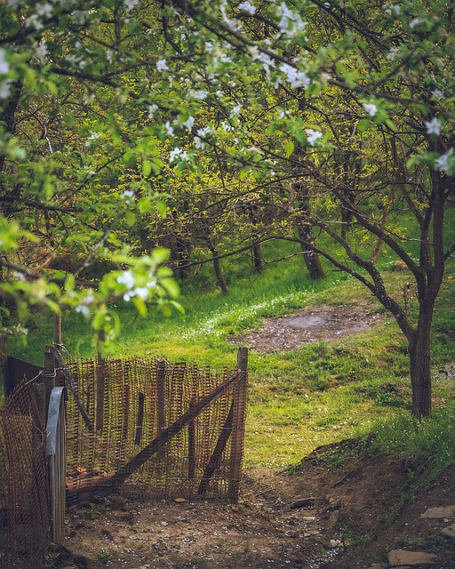 Free Lawn Meadow photo and picture