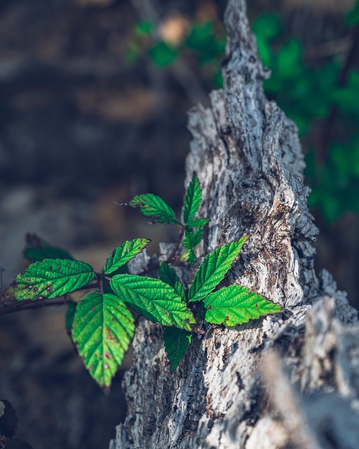 Free Leaves Tree photo and picture
