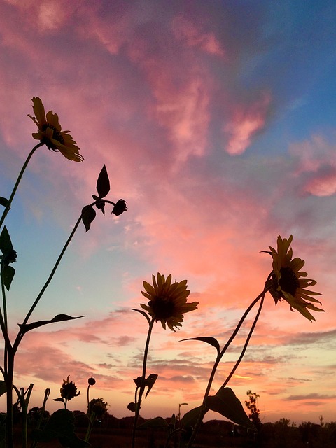 Cielo, Kansas, Girasol, Nubes, Paisaje