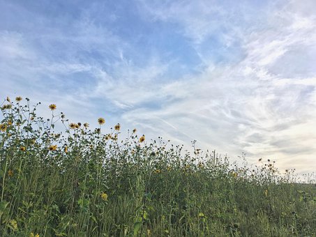 Flores Silvestres, Girasol, Cielo, Bloom