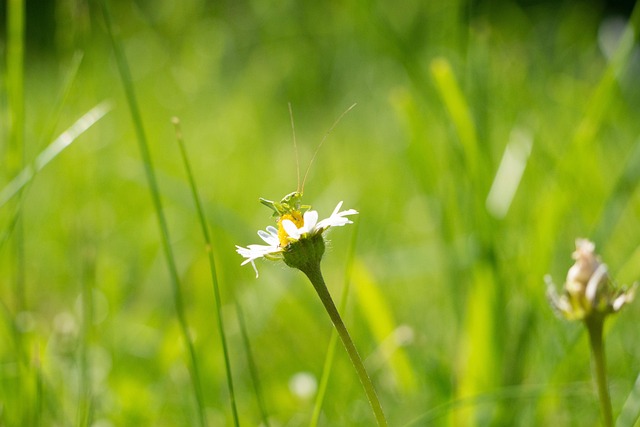 Free Daisy Nature photo and picture