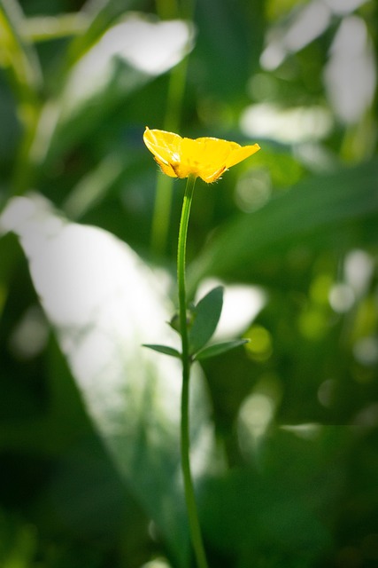 Free Buttercup Meadow photo and picture