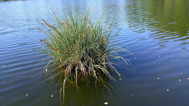 Free Reed Grass photo and picture