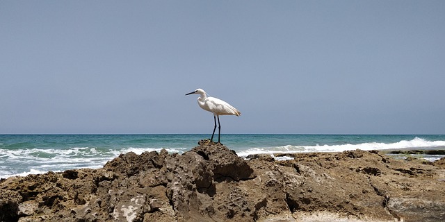 Free Sea Ocean photo and picture