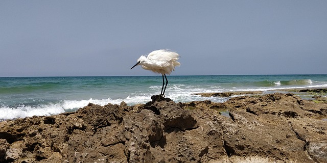 Free Heron Sea photo and picture
