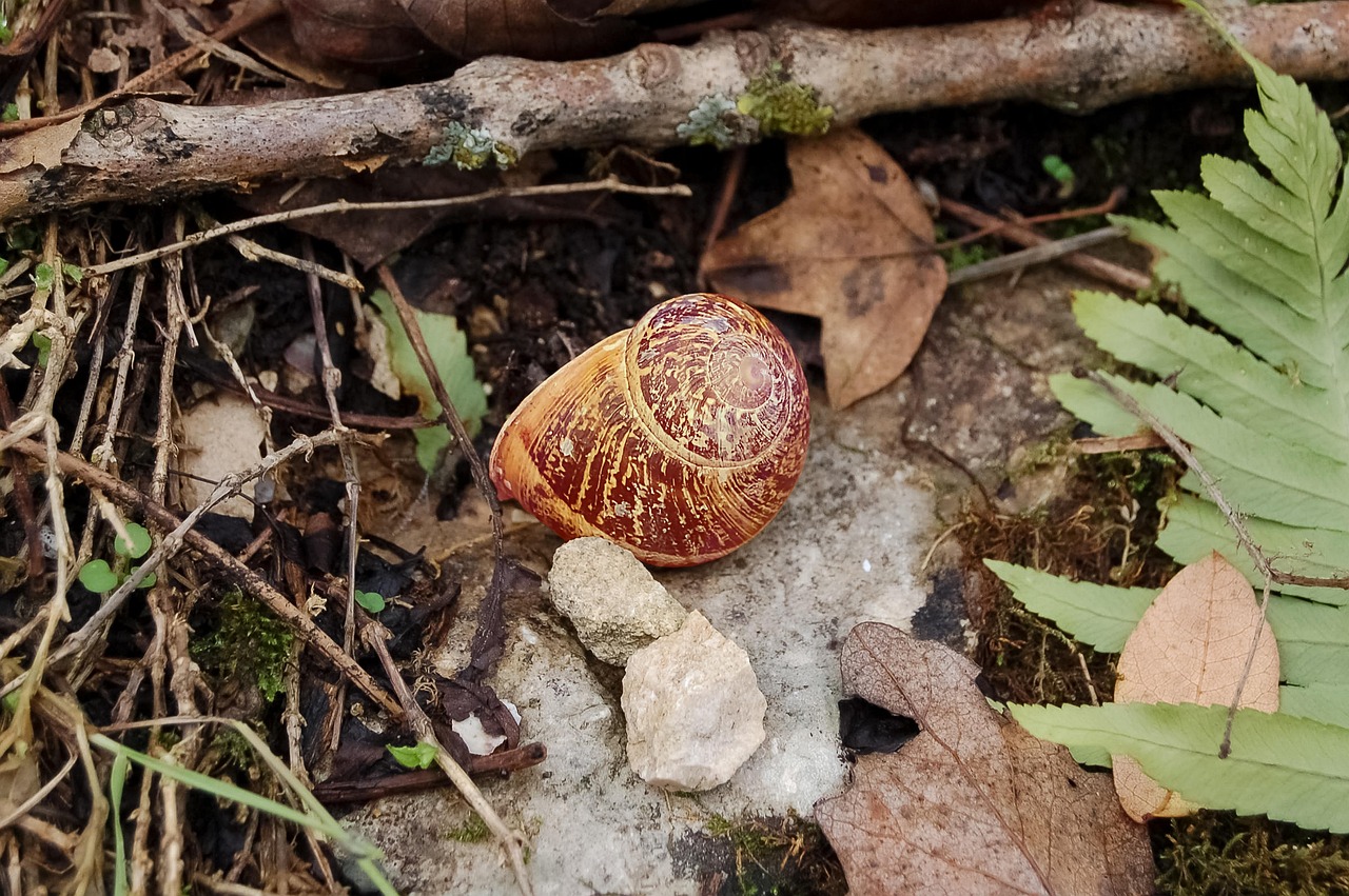 Siput Kerang Moluska - Foto gratis di Pixabay - Pixabay