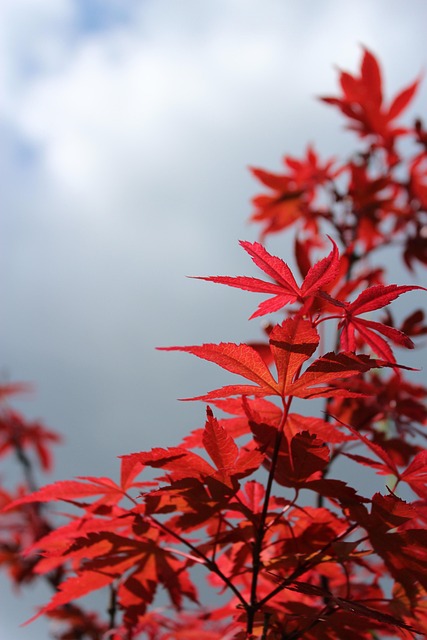 枫叶 秋天 树叶 - Pixabay上的免费照片 - Pixabay
