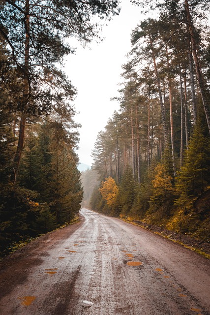 Free Forest Road photo and picture