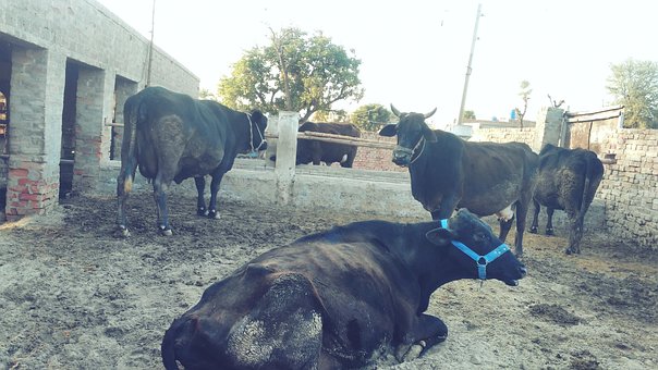 Free Cows Black Cow photo and picture