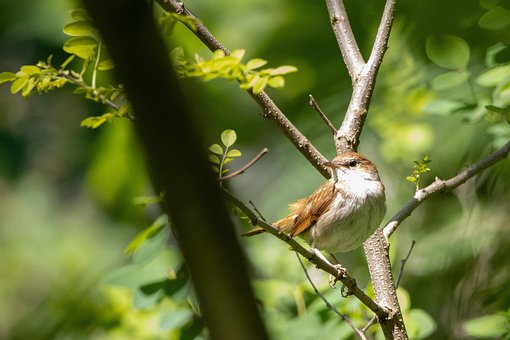 Free Bird Trees photo and picture