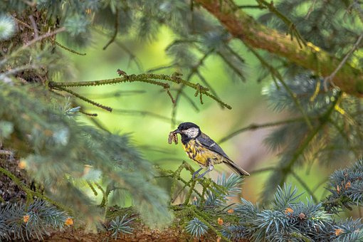 Free Bird Songbird photo and picture