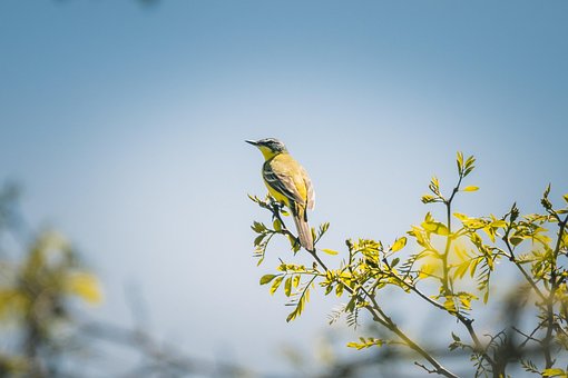 Free Yellow Wagtail Bird photo and picture