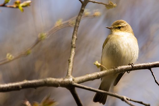 Free Chiffchaff Bird photo and picture