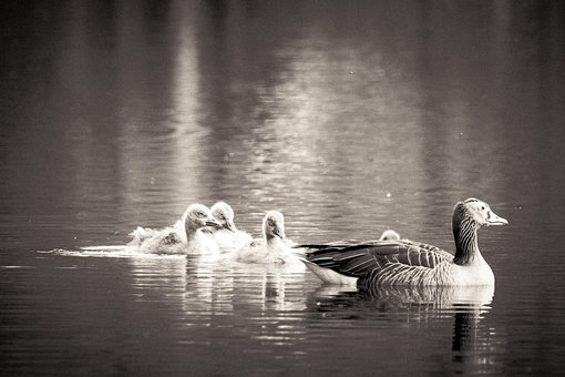 Free Geese Birds photo and picture
