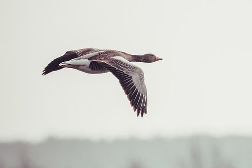 Free Goose Bird photo and picture